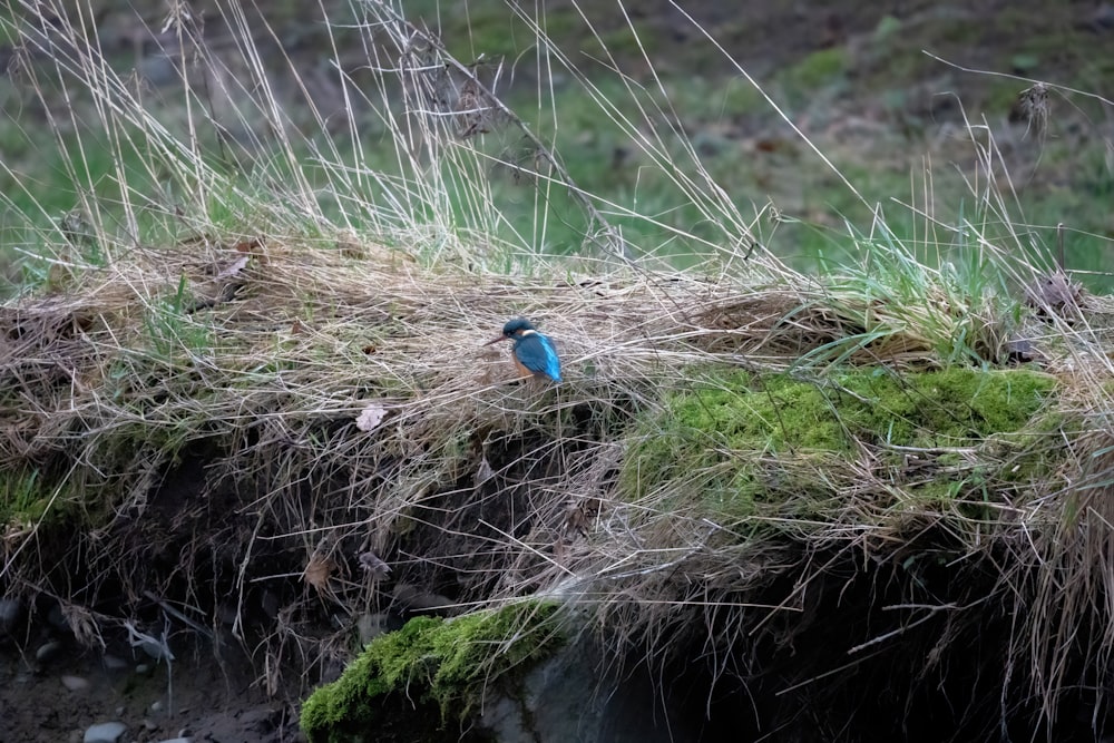 a small blue bird sitting on top of a moss covered rock