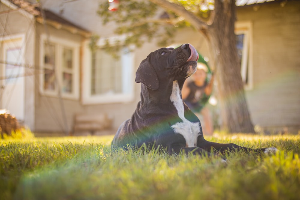 a black and white dog sitting on top of a lush green field