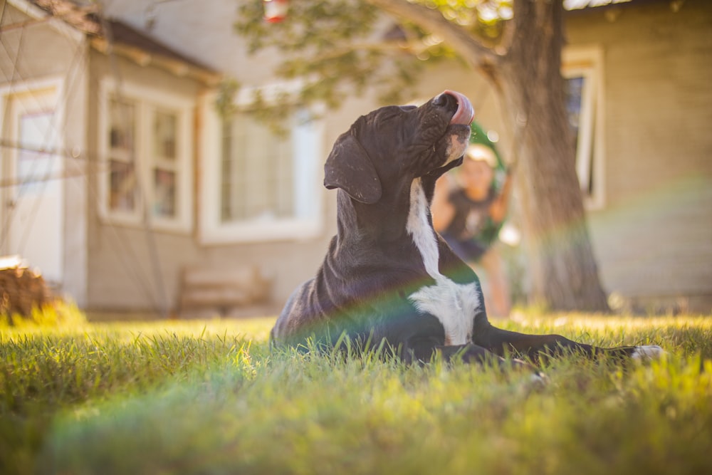 a black and white dog laying on top of a lush green field