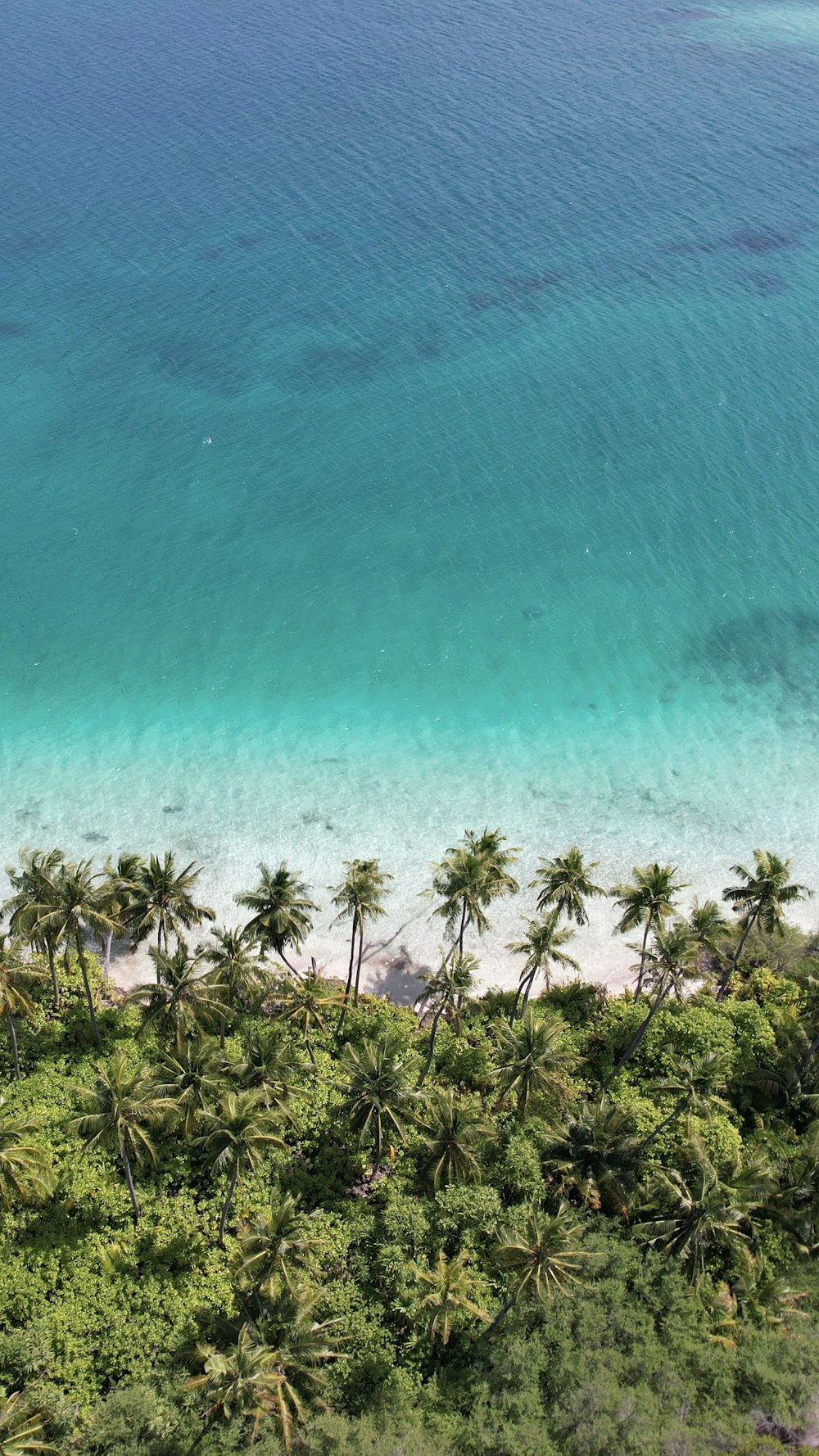 an aerial view of a beach with palm trees