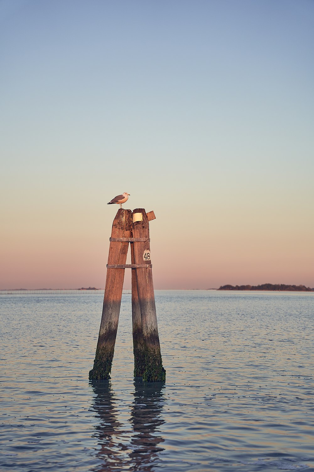 a bird sitting on top of a wooden post in the water