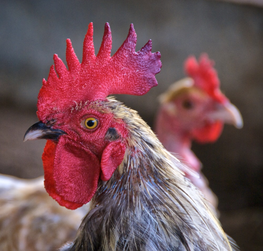 a close up of a rooster with other chickens in the background