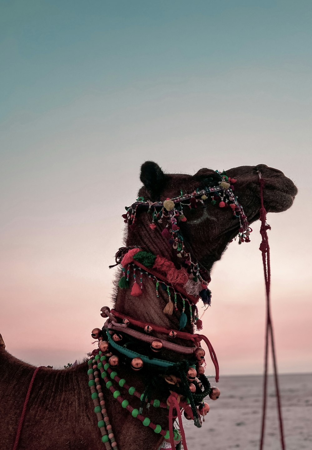 a close up of a camel near the ocean
