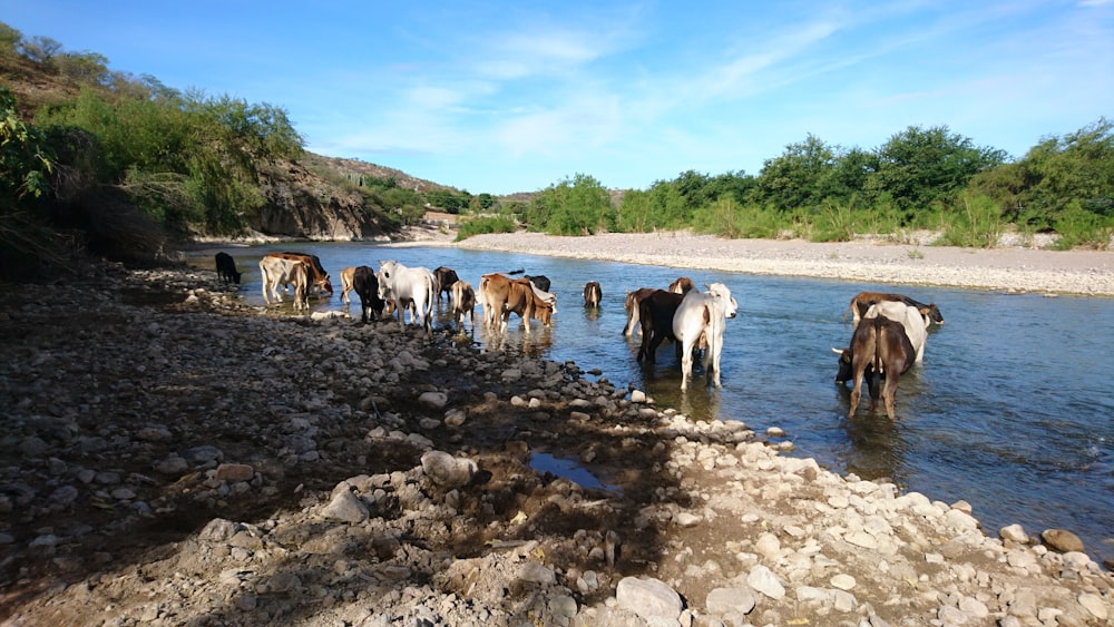 a group of horses are standing in the water