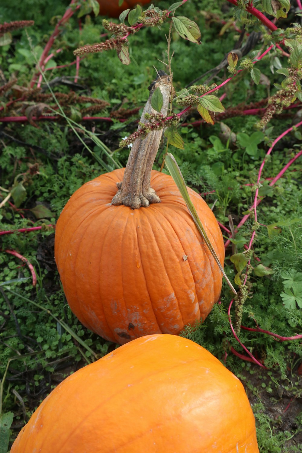 a couple of pumpkins hanging from a tree