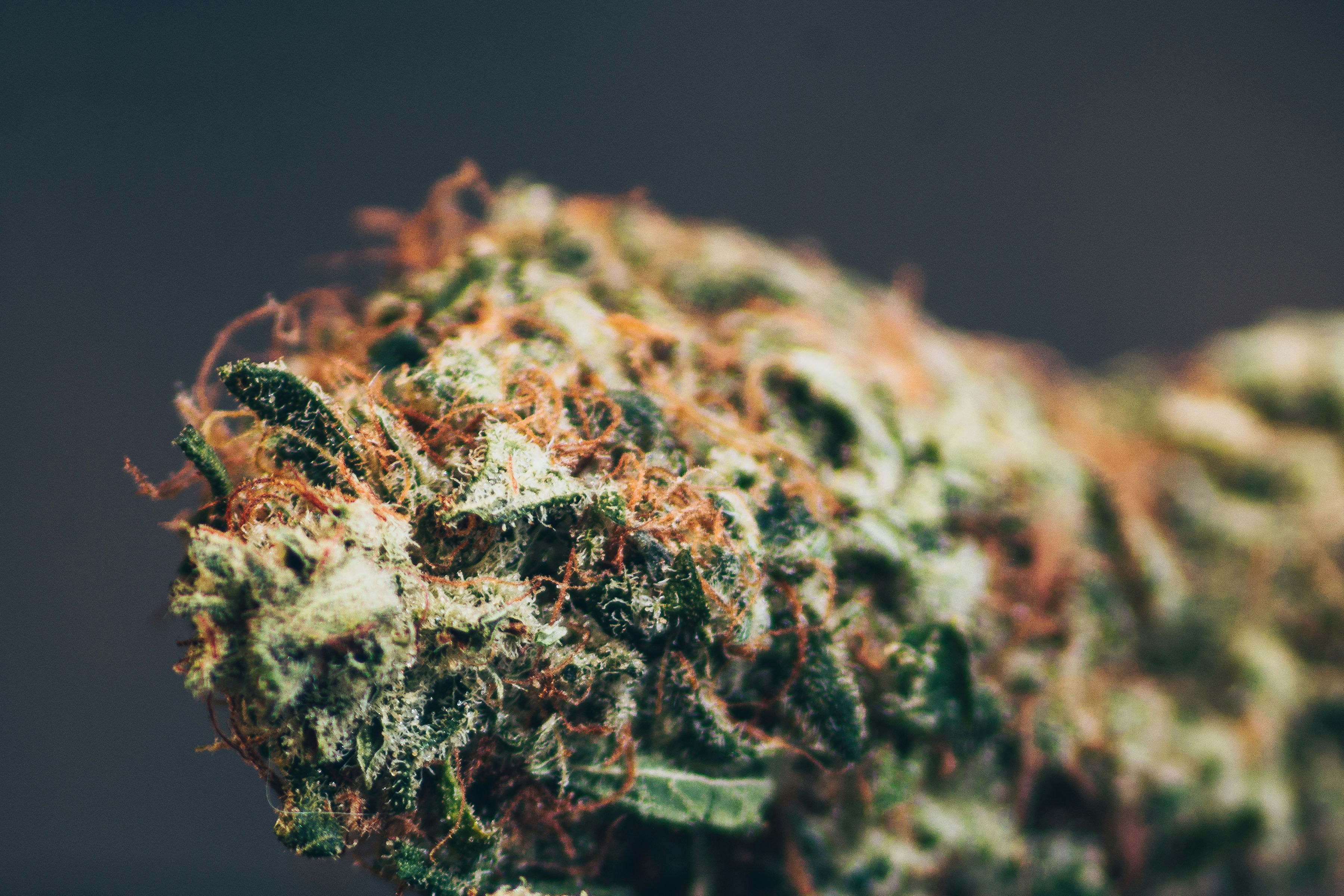 Photo by testeurdecbd