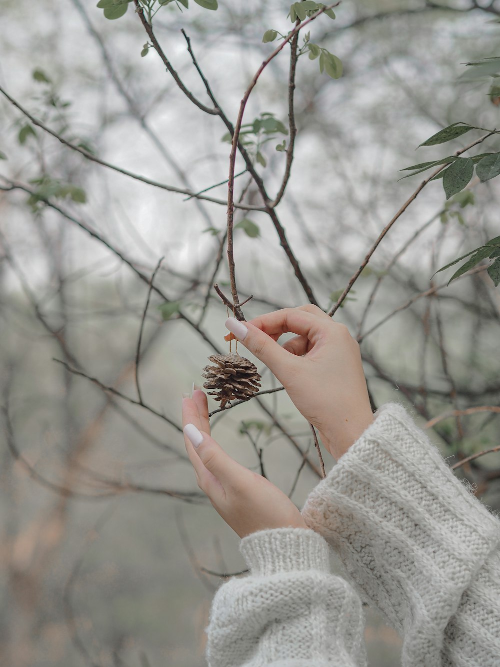 a person holding a pine cone in their hand