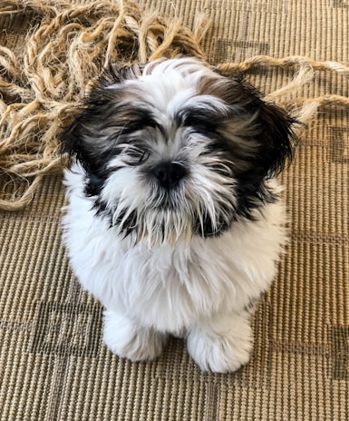 A playful puppy tangled in colorful yarn, looking adorably mischievous.