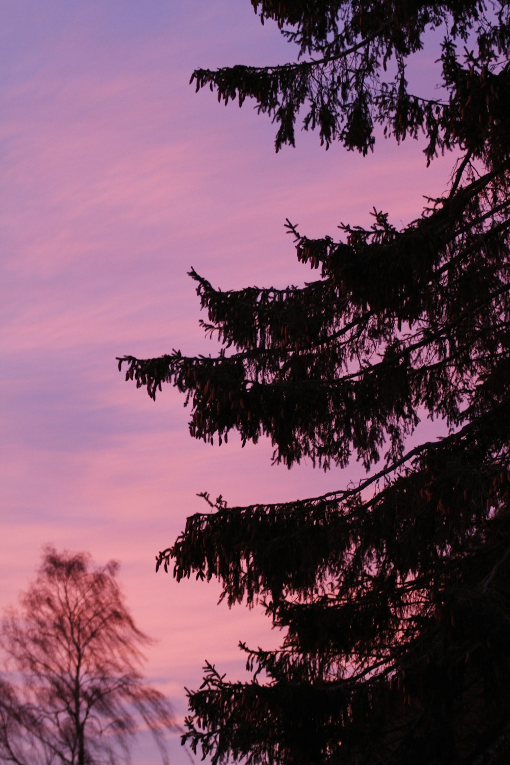 a pink sky with some clouds and trees