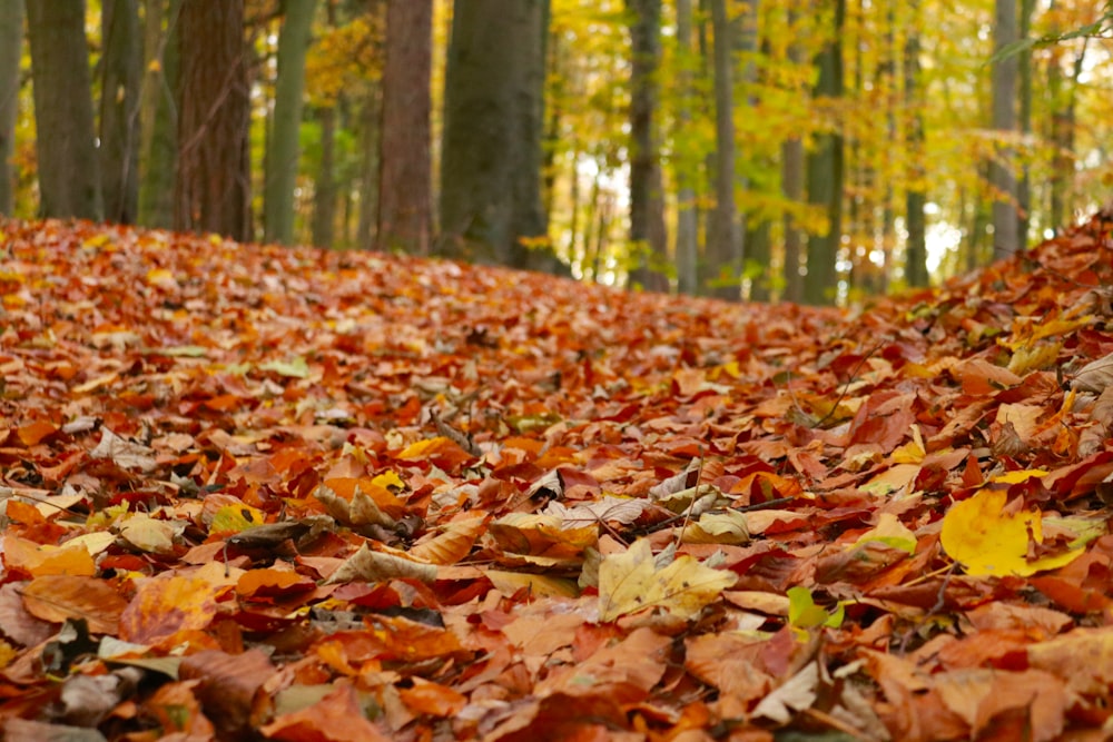 a lot of leaves that are on the ground