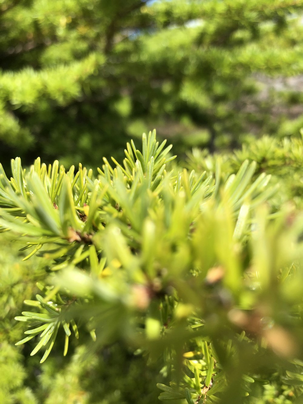 a close up of a pine tree branch