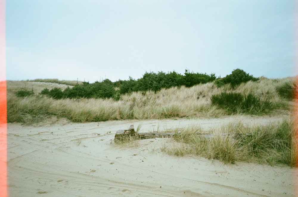 Una imagen de una playa con hierba y arena