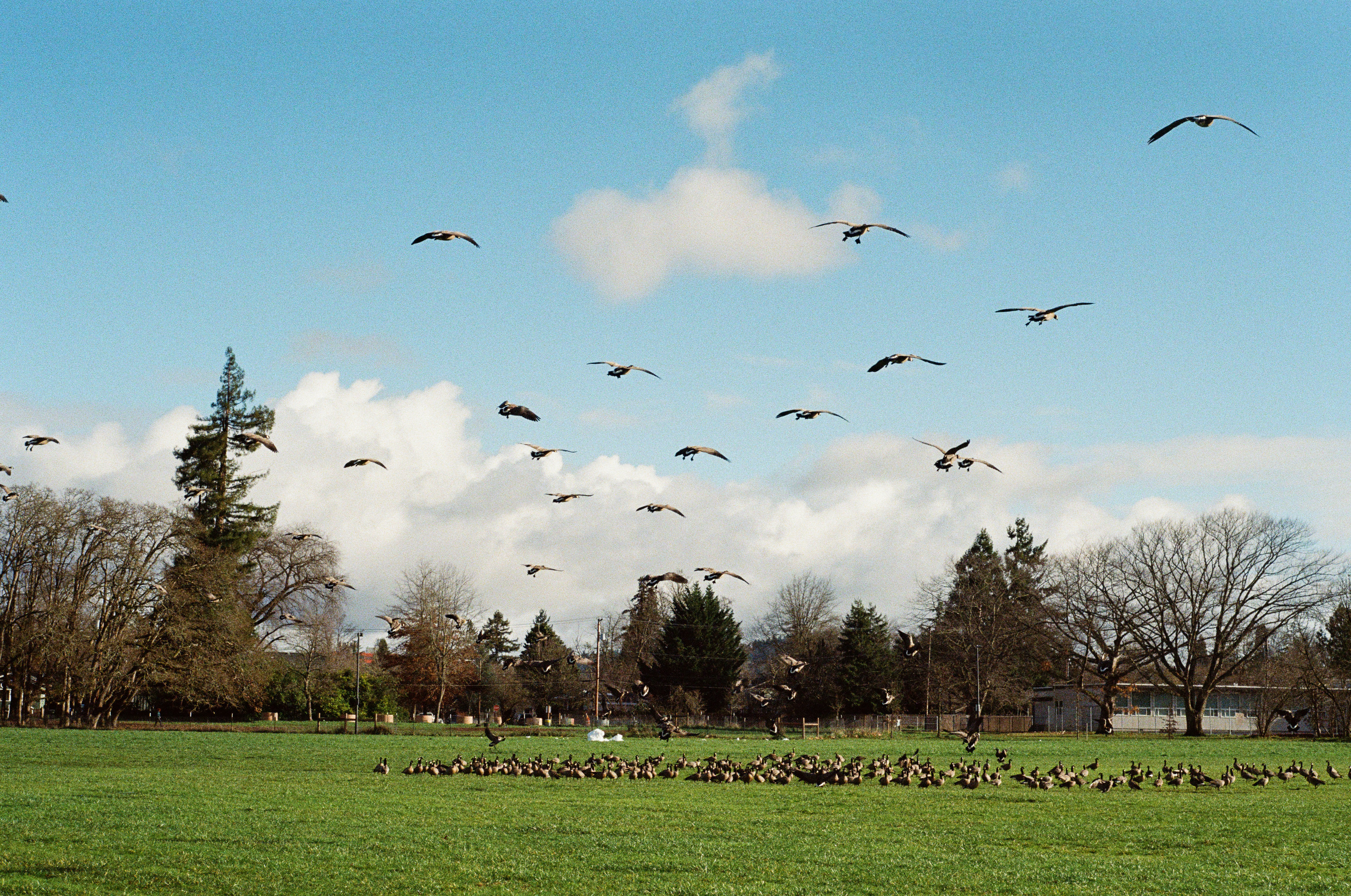 A flock of birds flying over a lush green field photo – Free Blue Image ...