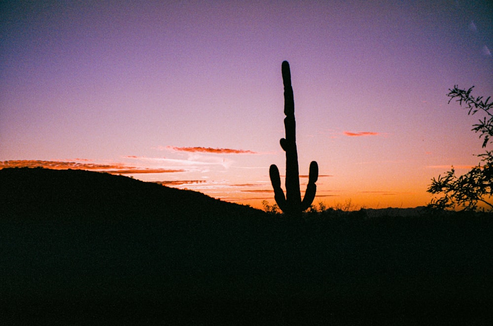 a silhouette of a cactus against a sunset
