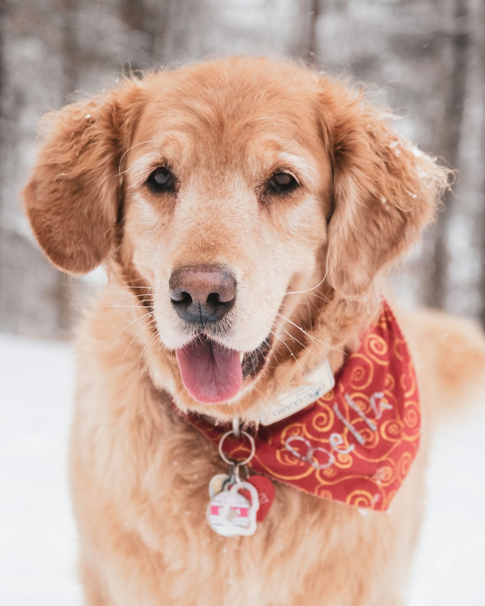 a close up of a dog wearing a bandana