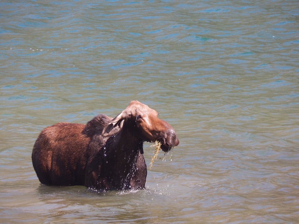 a goat is wading in the water with a piece of food in its mouth