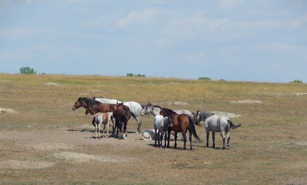a herd of horses standing on top of a dry grass field