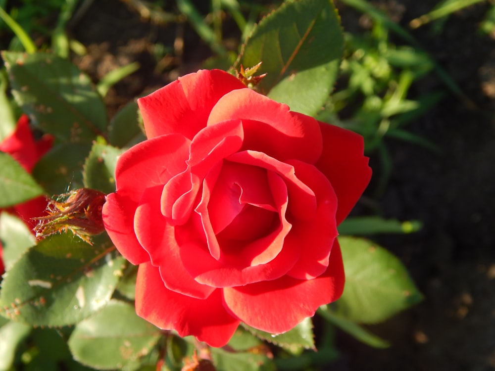 a close up of a red rose with green leaves