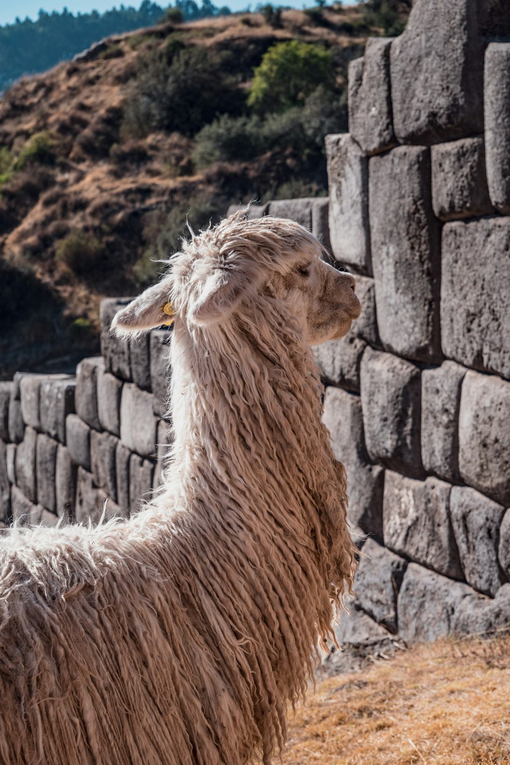 Ein Lama steht neben einer Steinmauer