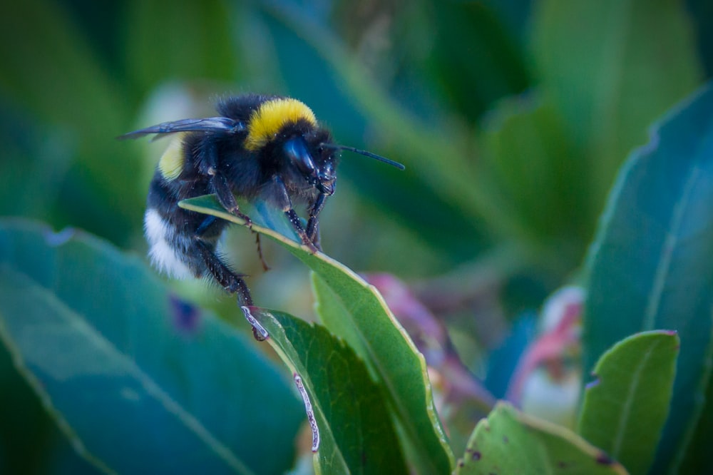 a bee sitting on top of a green leaf