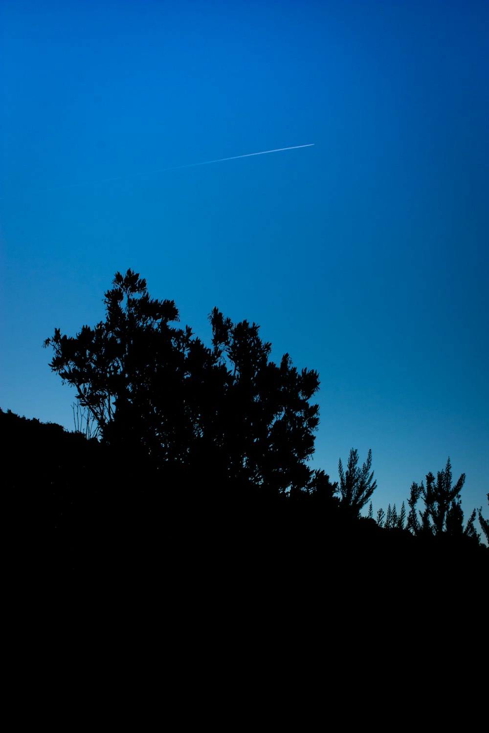 a silhouette of a tree and a plane in the sky