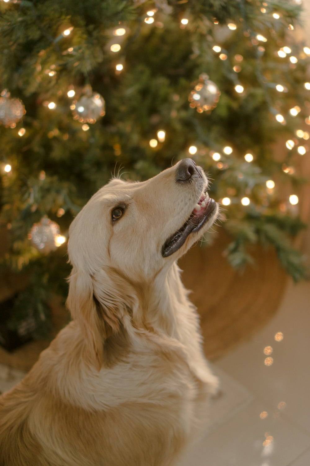 a dog looking up at a christmas tree