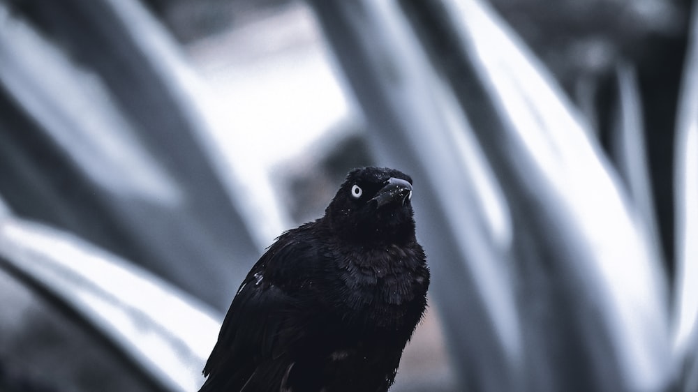 a black bird sitting on top of a metal plant