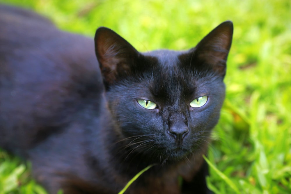 a black cat with green eyes sitting in the grass