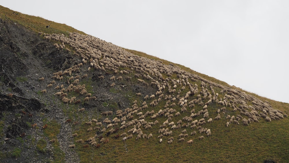 a large flock of sheep on a grassy hill