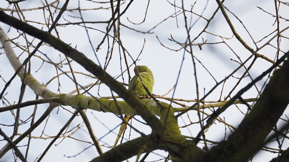 a green bird perched on top of a tree branch