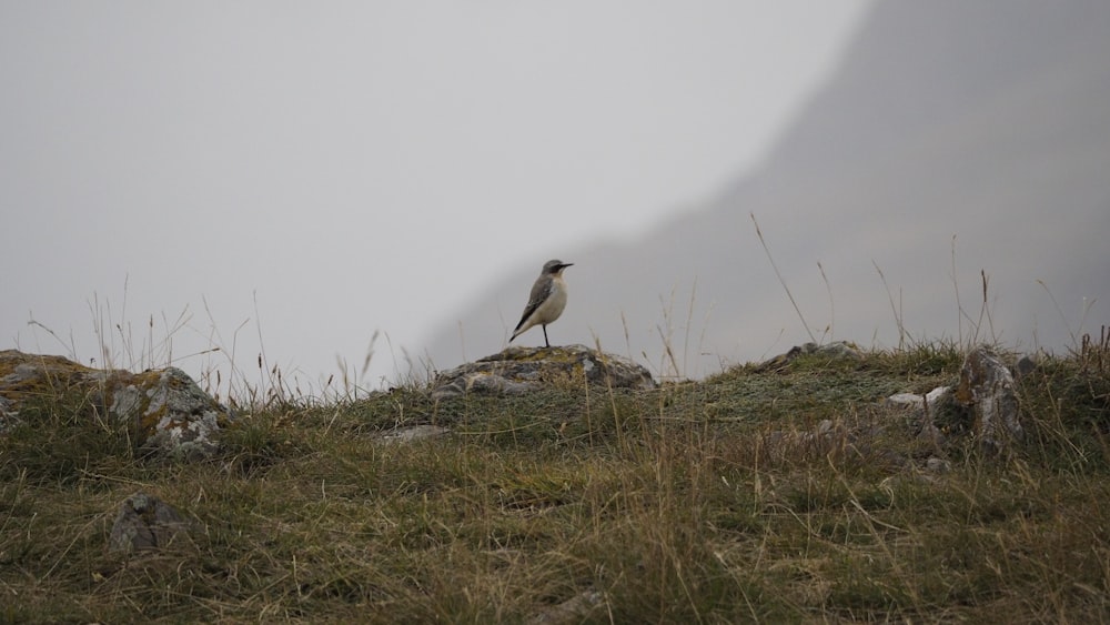 a bird sitting on top of a grass covered hill