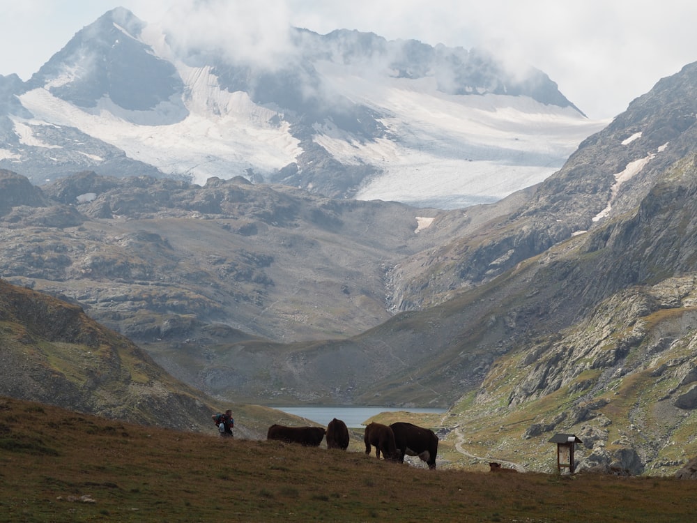 a herd of cattle standing on top of a grass covered hillside