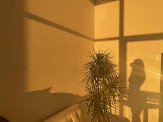 Cozy spa room bathed in soft golden light with green plants and warm wooden accents.