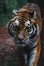a close up of a tiger walking on a trail