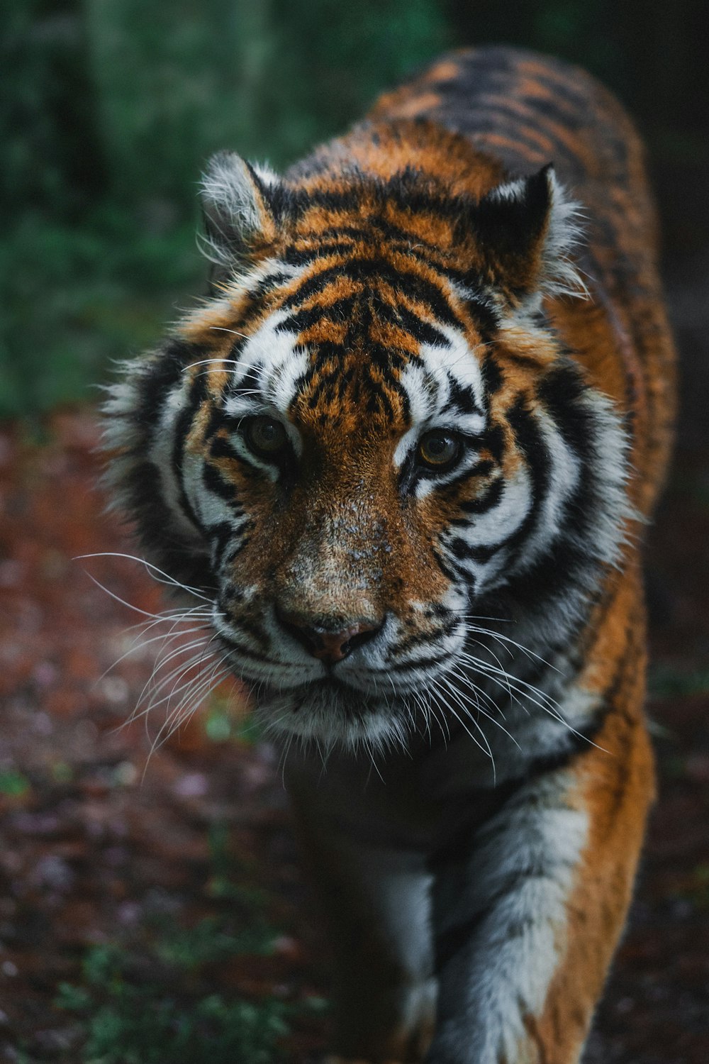 a close up of a tiger walking on a trail