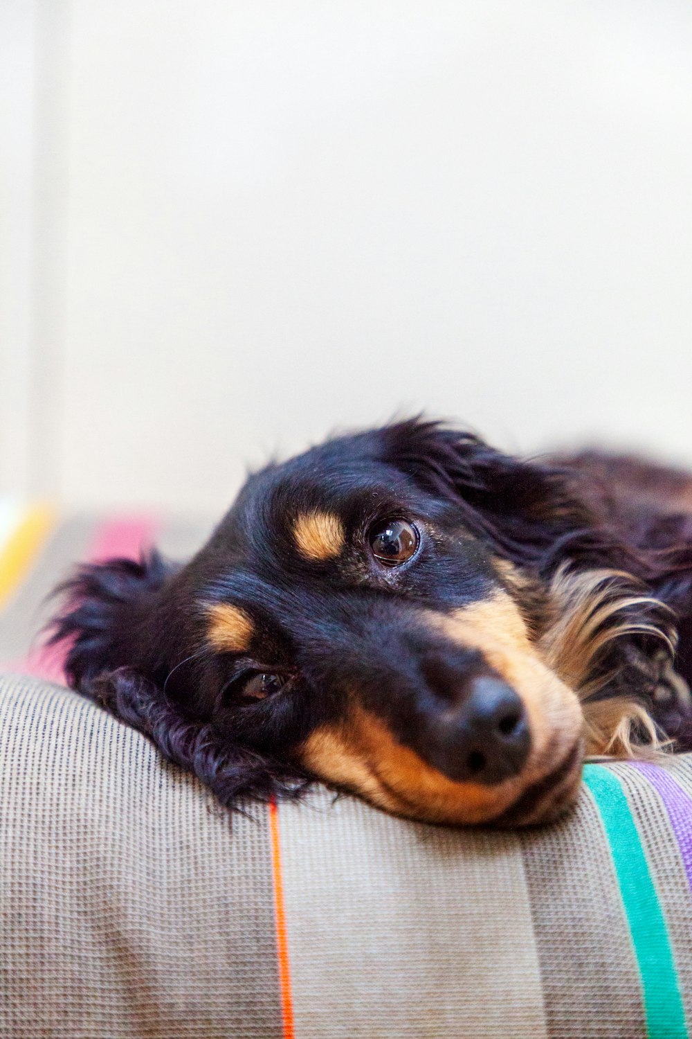 a black and brown dog laying on top of a couch