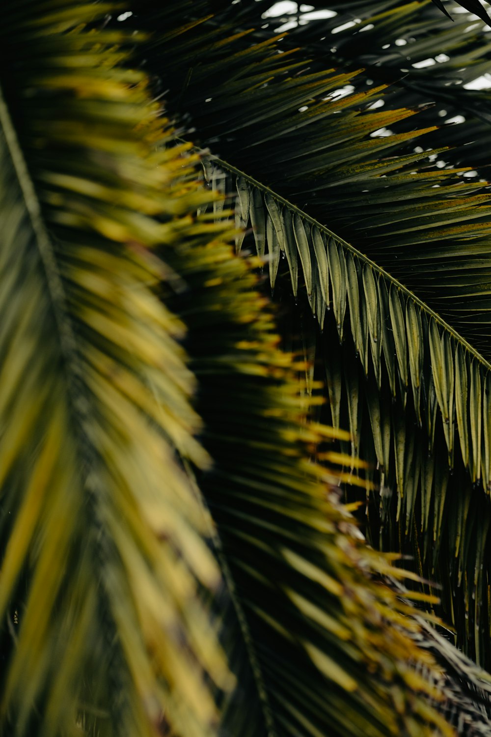 a close up of a tree