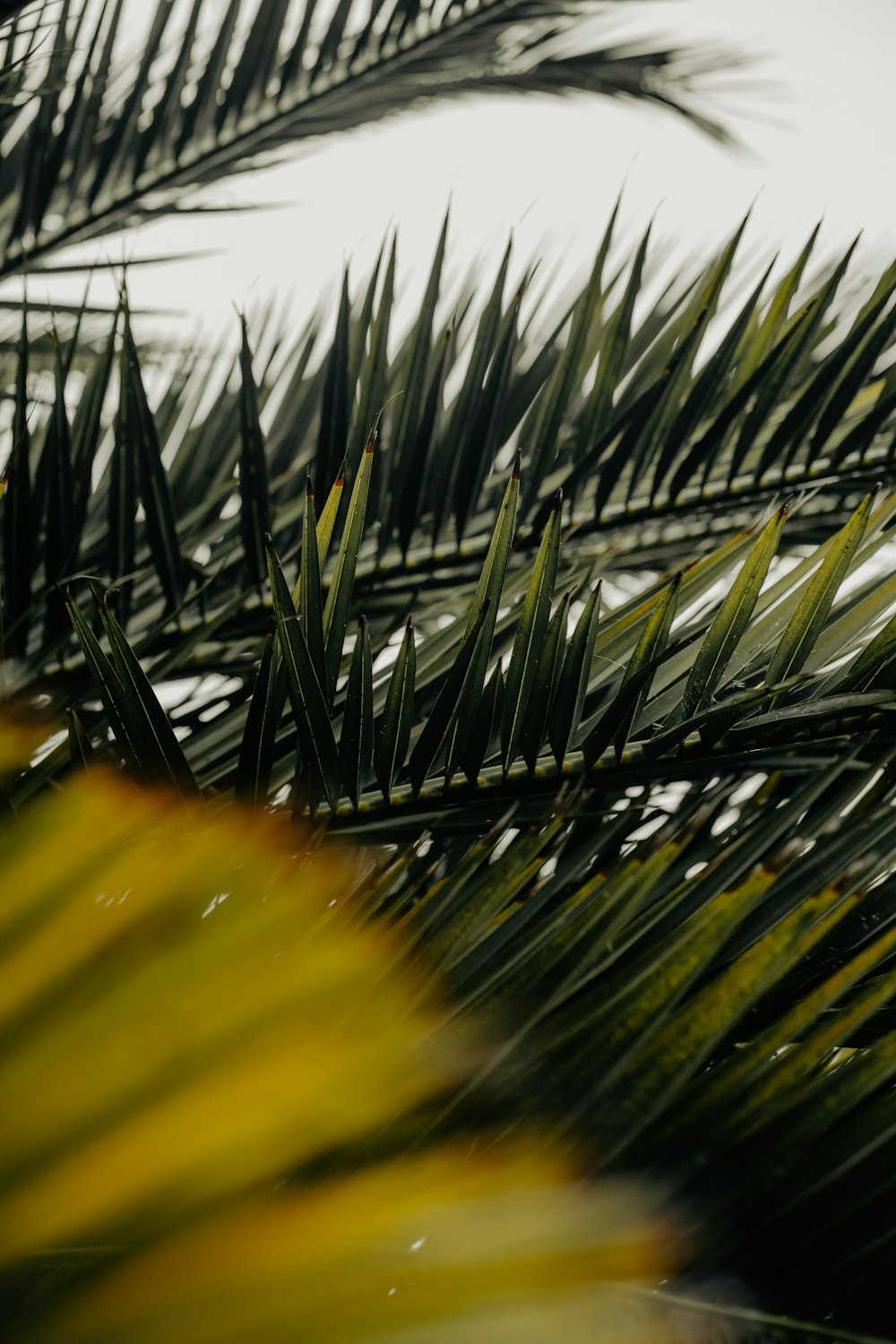 a close up of a palm tree with a white sky in the background