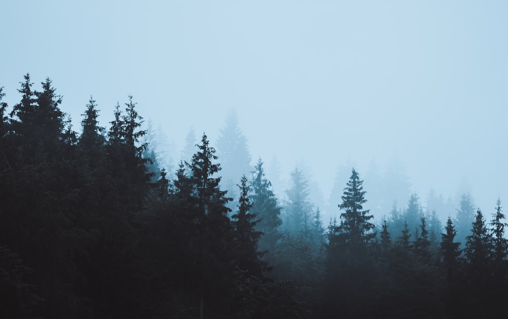 Un arbre dans une forêt