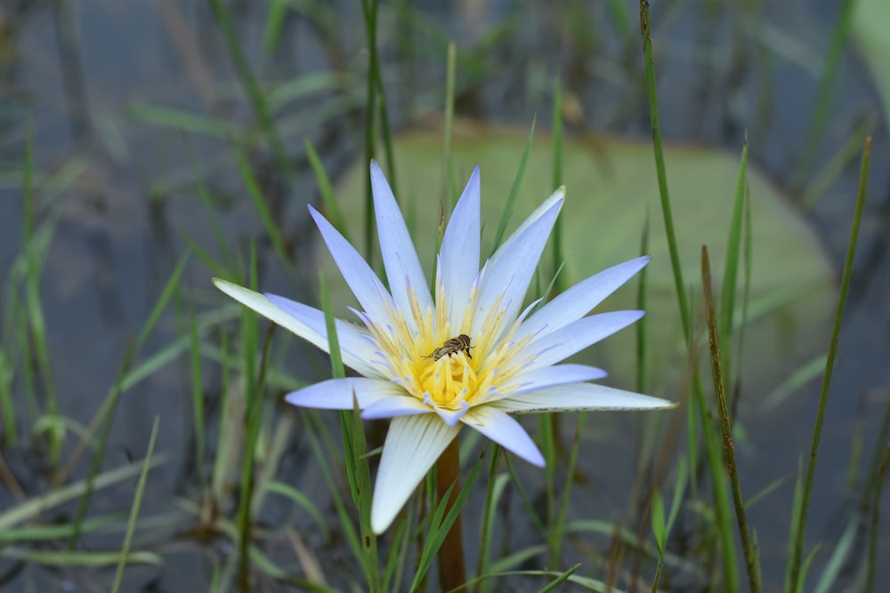 a blue and white flower with a bee on it