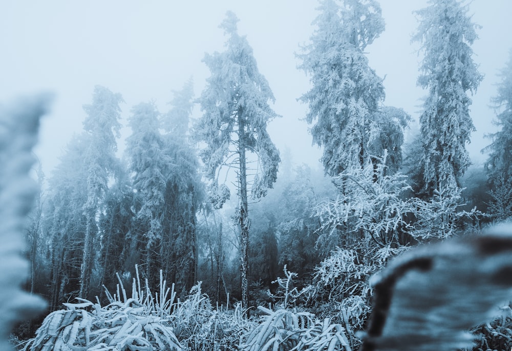 a waterfall with trees on the side of a snow covered slope