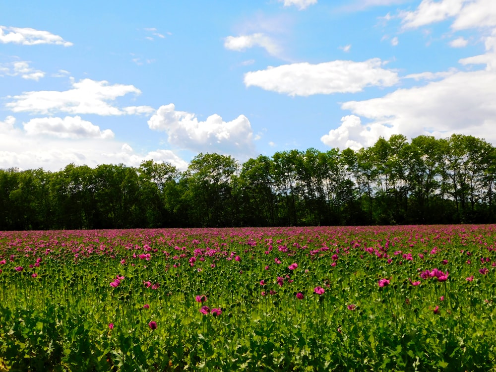 a field full of pink flowers under a blue sky