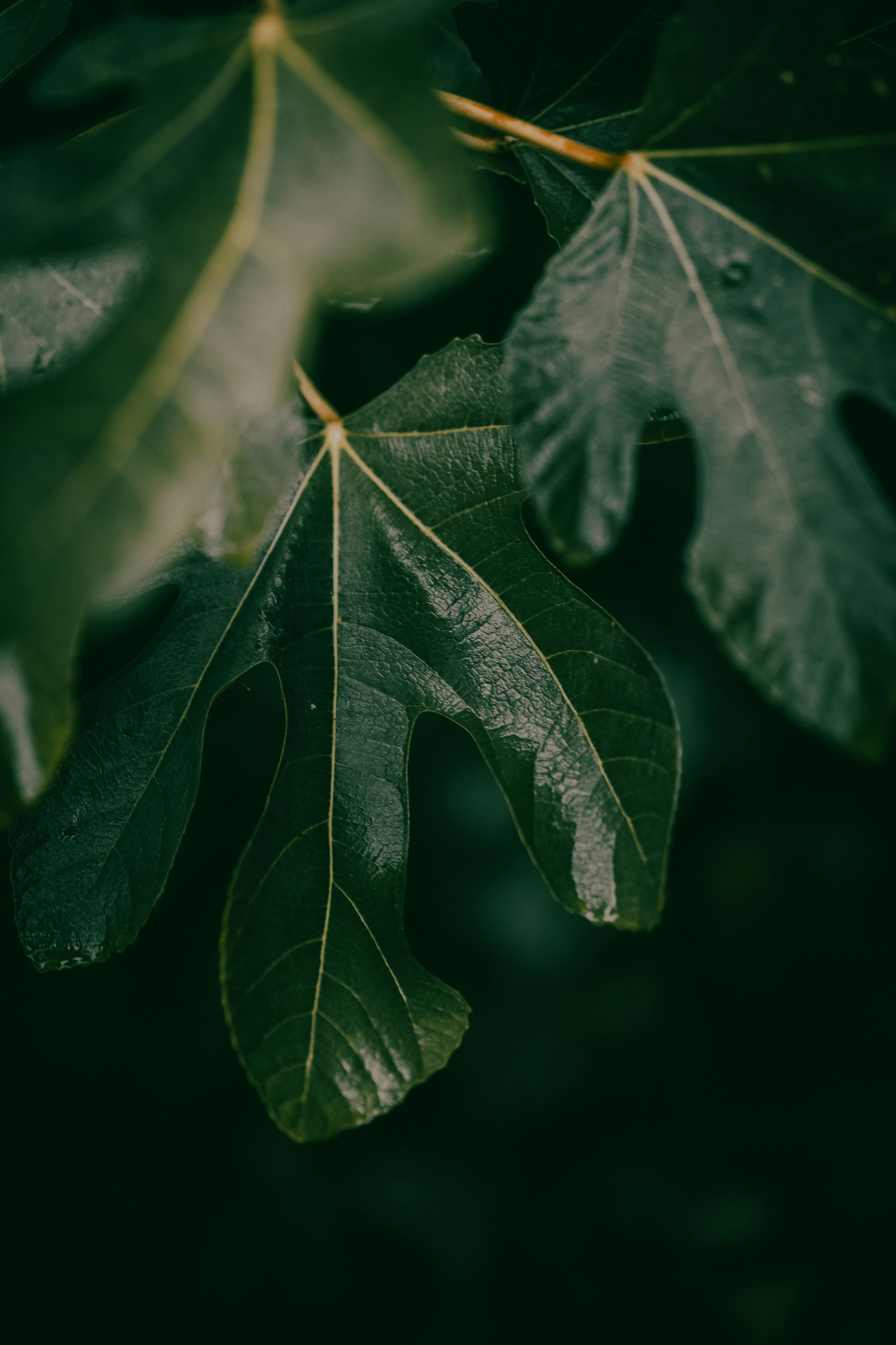 Photo by kalaniparker