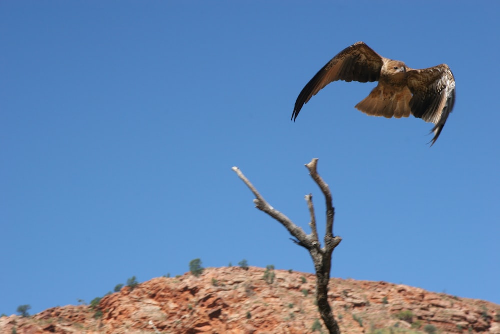 a bird is flying over a dead tree