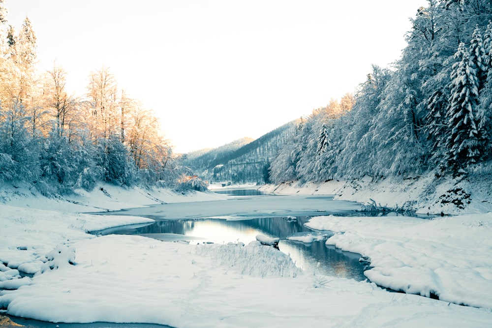 森の中の雪に覆われた木々に囲まれた川