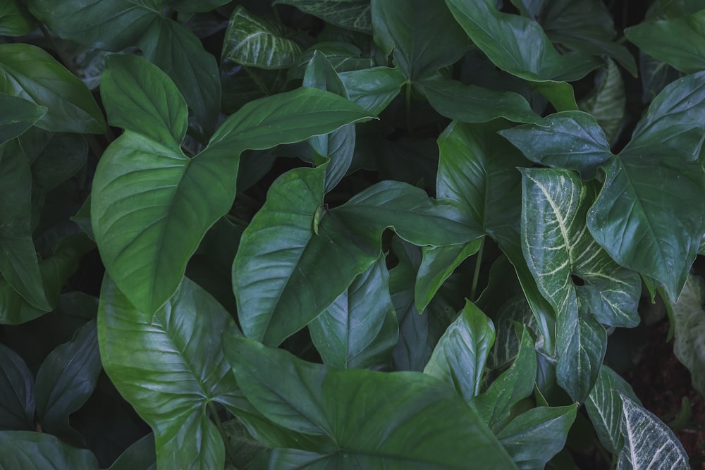 a close up of a green plant with leaves