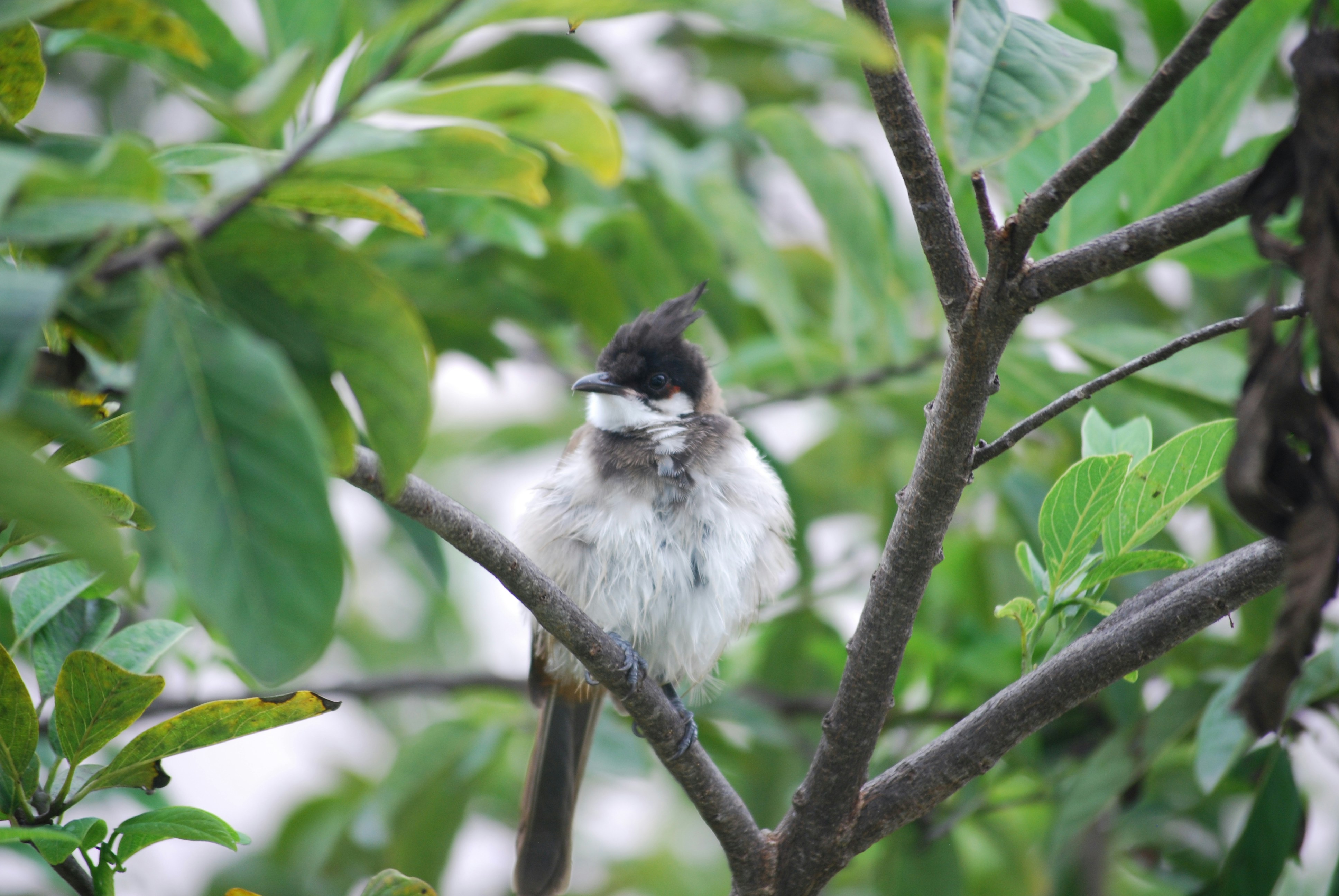 Photo by gnanaprakash