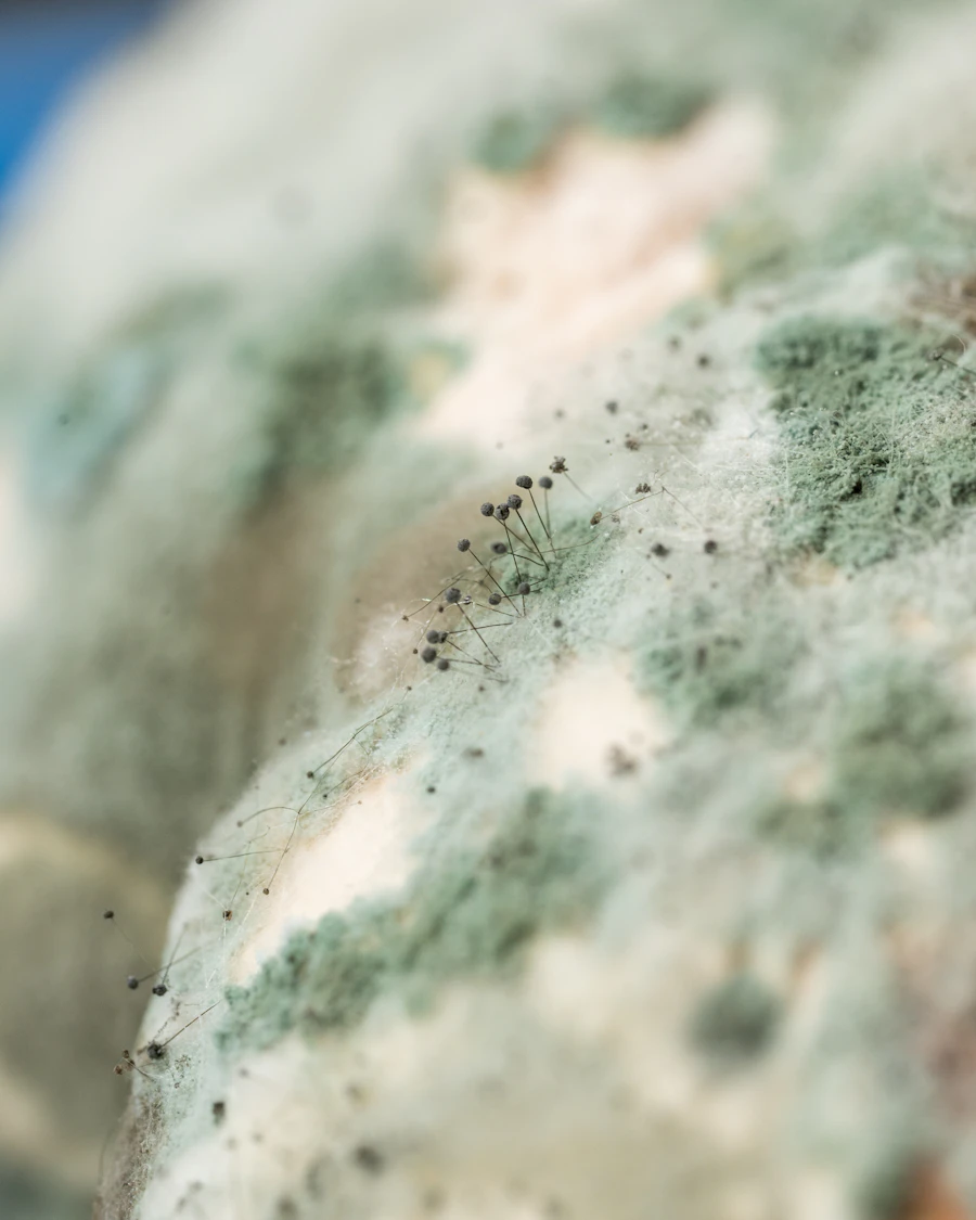 Mold growth on a wall surface requiring professional mold remediation in a Dallas home