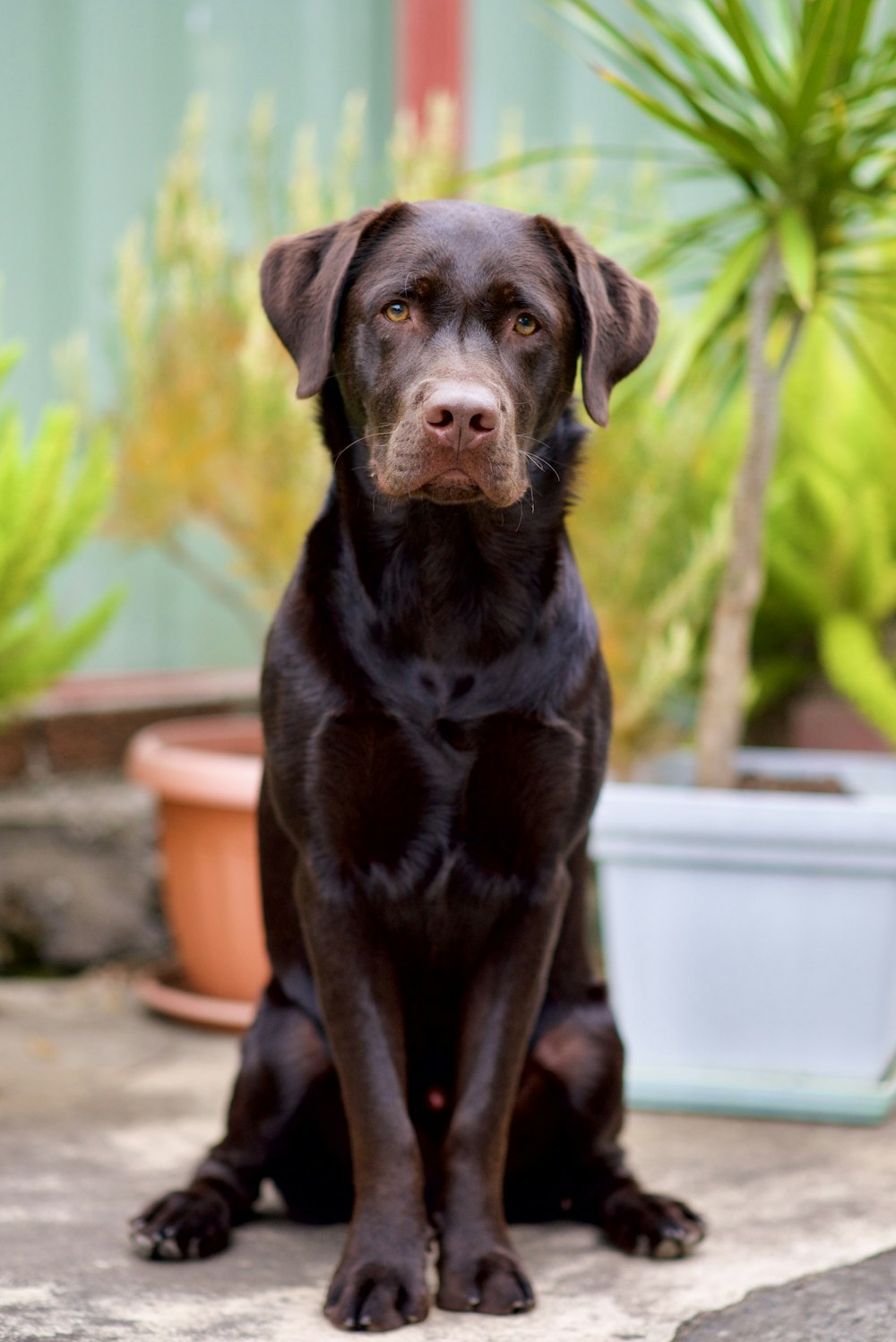 a black dog sitting in front of a potted plant