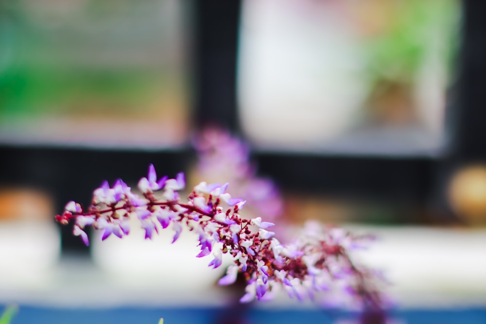 a close up of a purple flower on a table